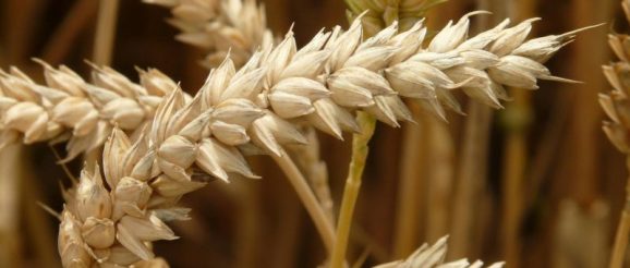 frumento-glutine frumento-glutine